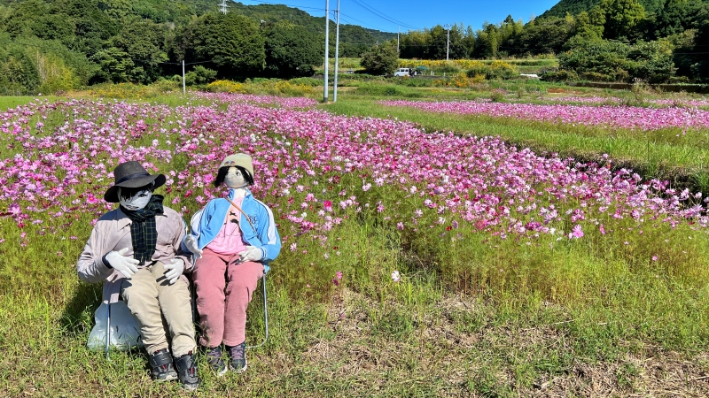 奈半利町のコスモス畑と海が見えるスポットにペットと遊びに行ったよ♪