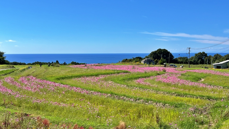奈半利町のコスモス畑と海が見えるスポットにペットと遊びに行ったよ♪