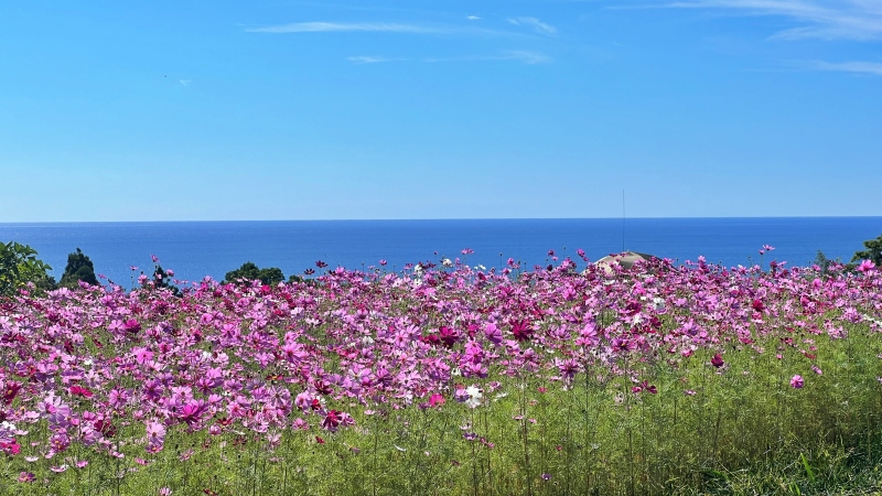 奈半利町のコスモス畑と海が見えるスポットにペットと遊びに行ったよ♪
