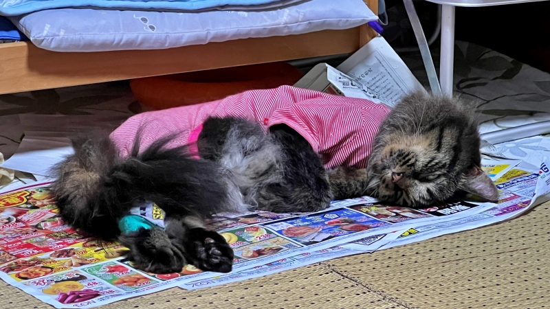 新聞広告を読み終わると何に使ってますか? トラちゃんは広告大好き!