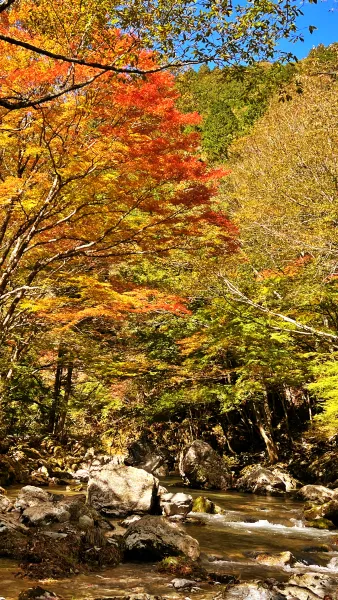 小田深山渓谷 ペットと紅葉を見に秋のドライブを楽しみました。
