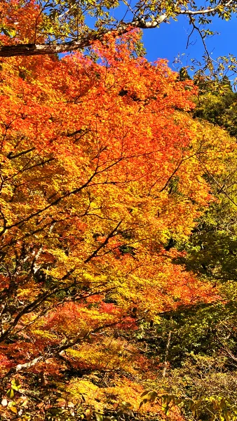 小田深山渓谷 ペットと紅葉を見に秋のドライブを楽しみました。