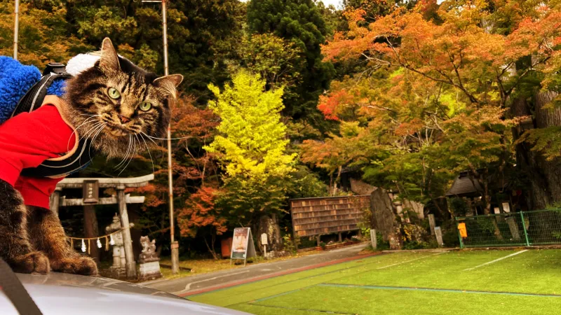 定福寺 紅葉の人気スポット ペットと秋のおでかけドライブ