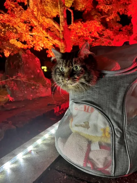 紅葉ライトアップ ペットと一緒に松山城二之丸庭園に見に行ったよ