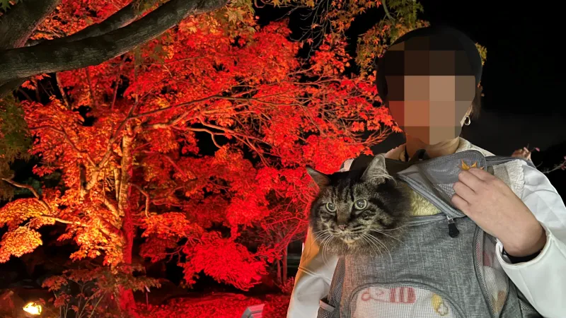 紅葉ライトアップ ペットと一緒に松山城二之丸庭園に見に行ったよ