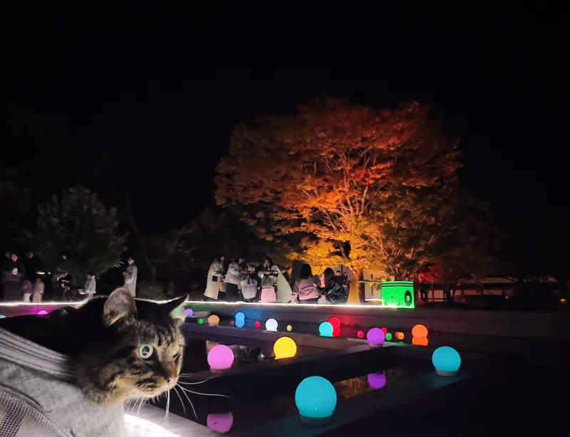 紅葉ライトアップ ペットと一緒に松山城二之丸庭園に見に行ったよ