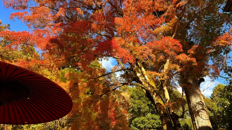 定福寺 紅葉の人気スポット ペットと秋のおでかけドライブ