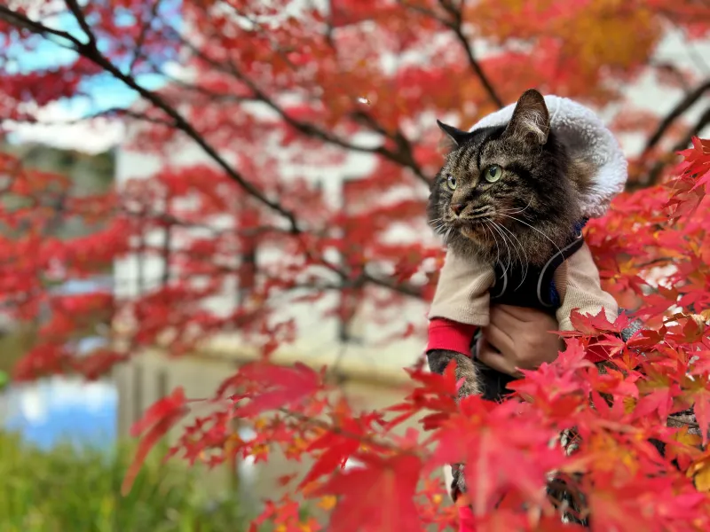 香川用水記念公園 紅葉をペットと散歩しながら楽しんだよ! 猫とおでかけ