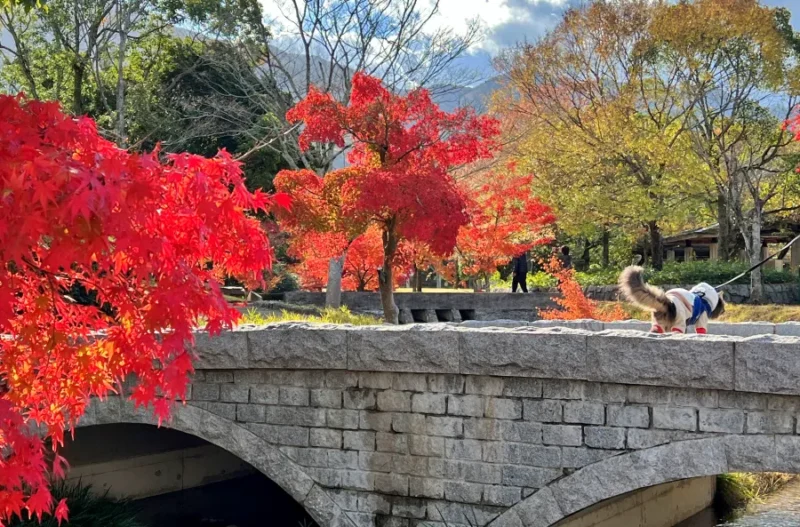 香川用水記念公園 紅葉をペットと散歩しながら楽しんだよ! 猫とおでかけ