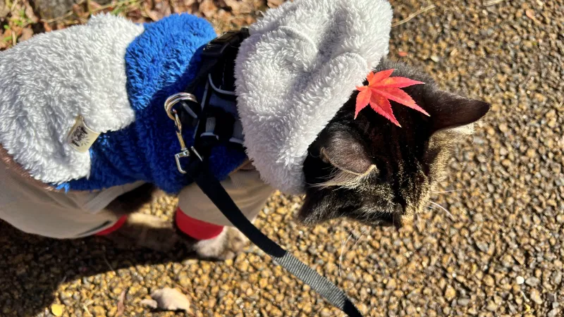 香川用水記念公園 紅葉をペットと散歩しながら楽しんだよ! 猫とおでかけ