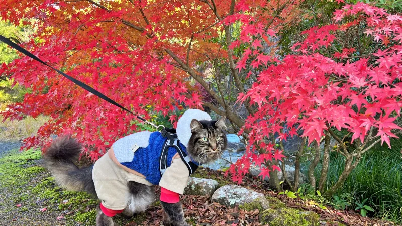 香川用水記念公園 紅葉をペットと散歩しながら楽しんだよ! 猫とおでかけ