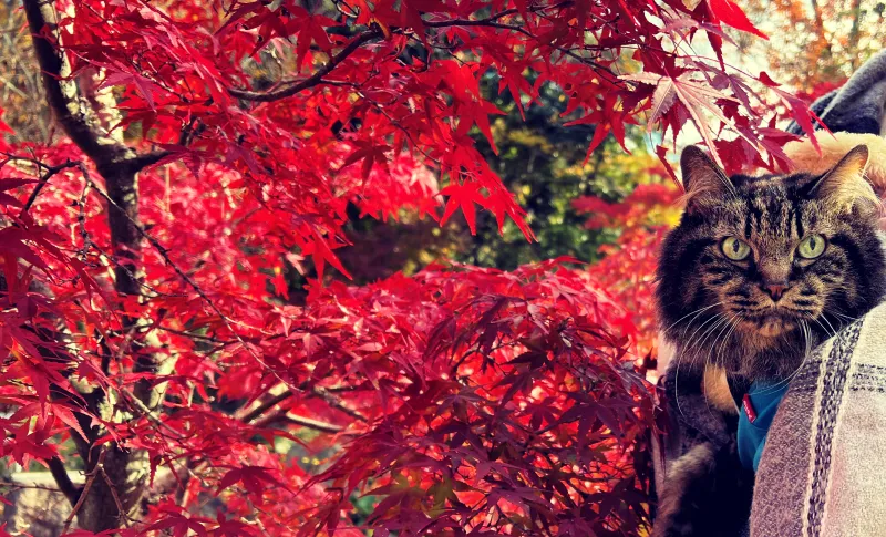 香川用水記念公園 紅葉をペットと散歩しながら楽しんだよ! 猫とおでかけ