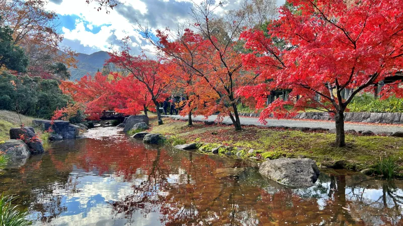 香川用水記念公園 紅葉をペットと散歩しながら楽しんだよ! 猫とおでかけ