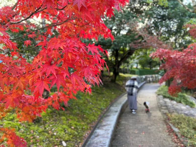 香川用水記念公園 紅葉をペットと散歩しながら楽しんだよ! 猫とおでかけ