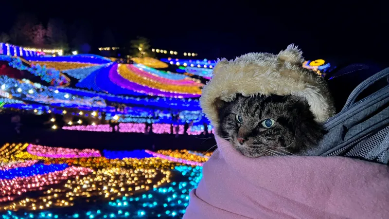 ペットと楽む まんのう公園 冬のイルミネーション トラちゃんも毎年行きます!
