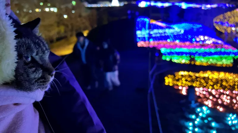 ペットと楽む まんのう公園 冬のイルミネーション トラちゃんも毎年行きます!