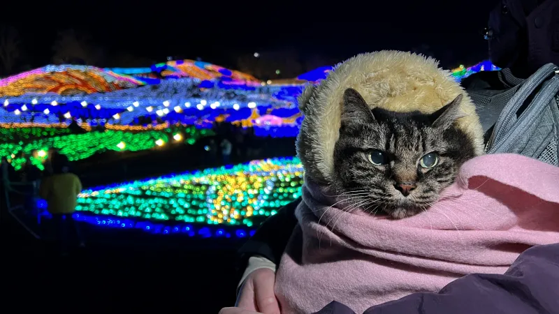ペットと楽む まんのう公園 冬のイルミネーション トラちゃんも毎年行きます!
