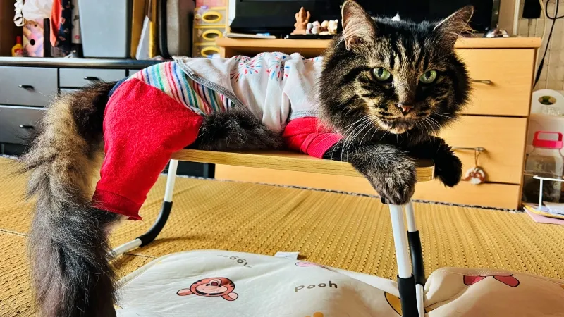 冬は終わったのかい? 外は寒いけどトラちゃんは快適!