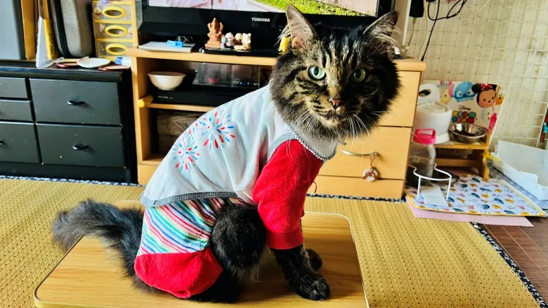 冬は終わったのかい? 外は寒いけどトラちゃんは快適!