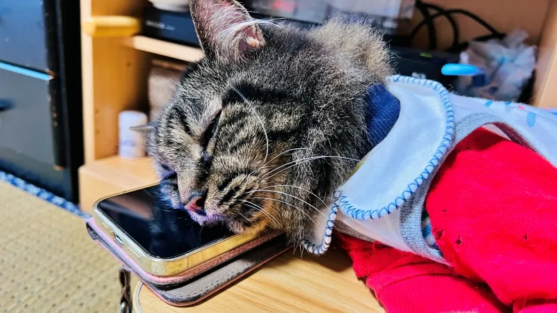冬は終わったのかい? 外は寒いけどトラちゃんは快適!