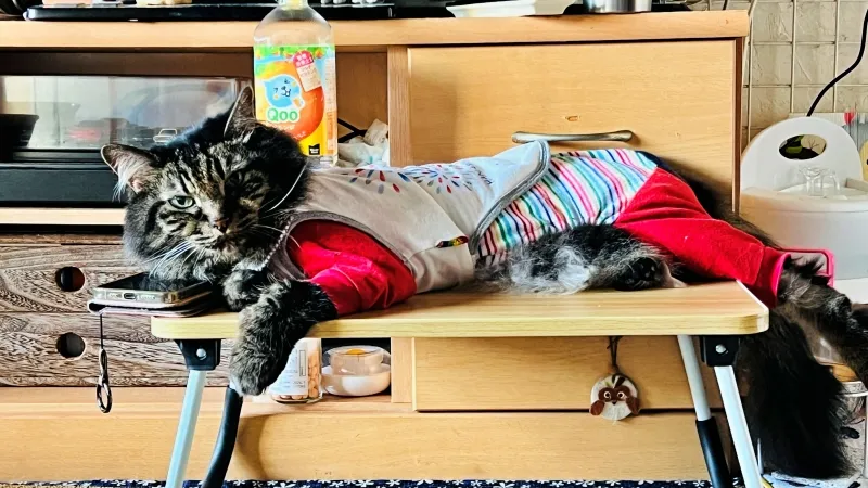 冬は終わったのかい? 外は寒いけどトラちゃんは快適!