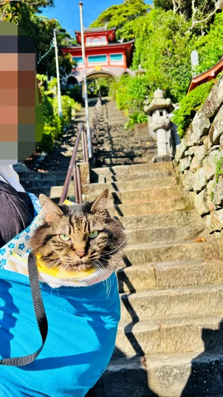 津照寺へ猫が行く! 本堂へつながる階段を登ると海が一望できてる絶景