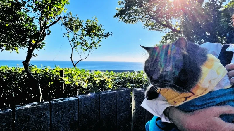 津照寺へ猫が行く! 本堂へつながる階段を登ると海が一望できてる絶景