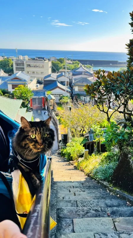 津照寺へ猫が行く! 本堂へつながる階段を登ると海が一望できてる絶景