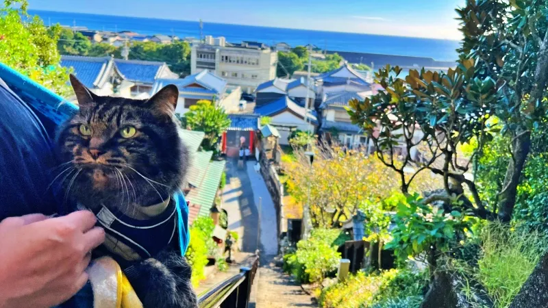 津照寺へ猫が行く! 本堂へつながる階段を登ると海が一望できてる絶景