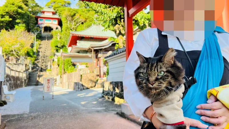 津照寺へ猫が行く! 本堂へつながる階段を登ると海が一望できてる絶景