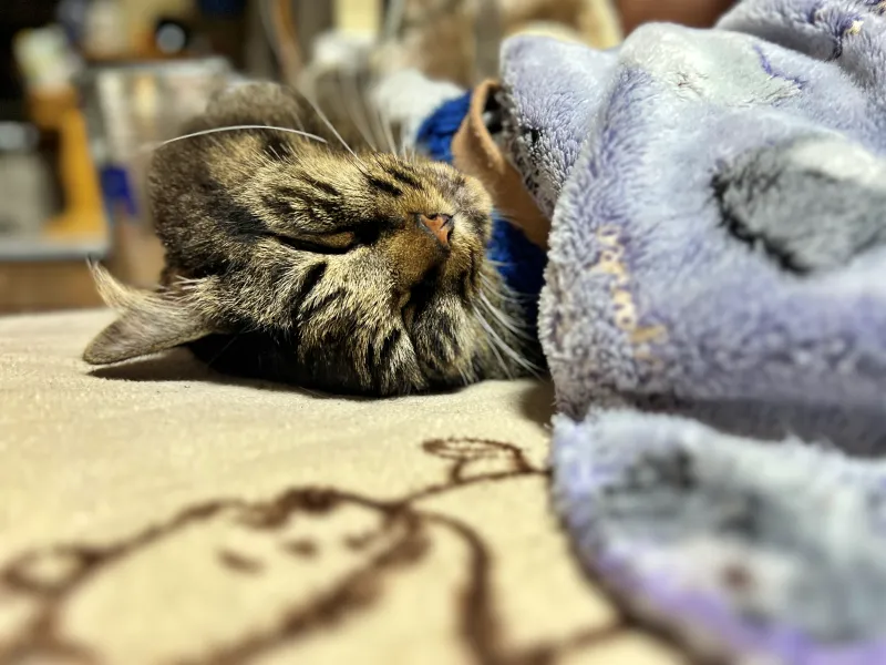 寝起きにマグロ! ちょっと目を離したすきに無くなった? マジシャンか!?