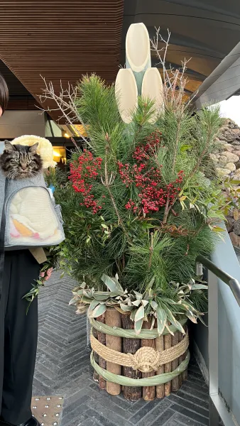 2025年トラちゃんのお正月 大宮神社干支の巨大オブジェ 白蛇伝説の國分八幡宮 こんぴらさん