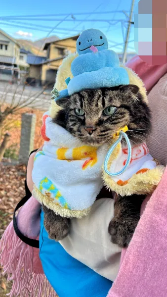 干支の切り絵 西山興隆寺に猫のトラちゃんが行くぞ!