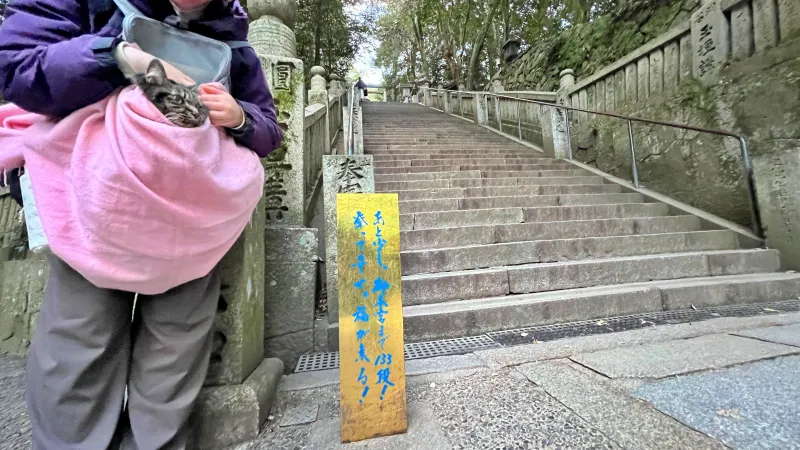 2025年トラちゃんのお正月 大宮神社干支の巨大オブジェ 白蛇伝説の國分八幡宮 こんぴらさん