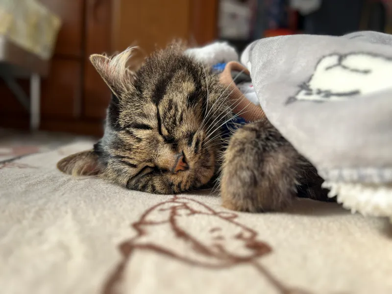 温室育ちの猫です! 寒い日に飼い主が忘れてくれたので幸せだにゃ~