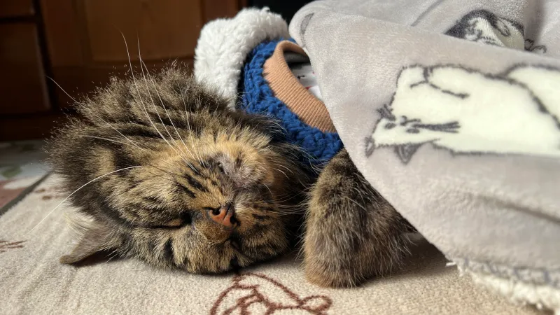 温室育ちの猫です! 寒い日に飼い主が忘れてくれたので幸せだにゃ~