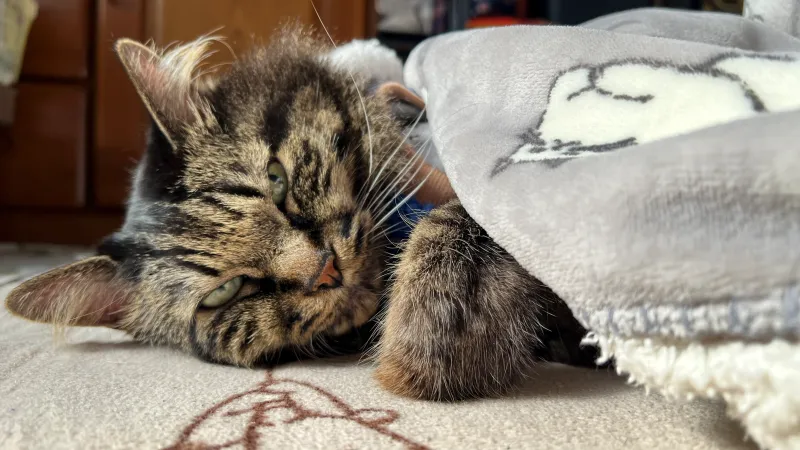 温室育ちの猫です! 寒い日に飼い主が忘れてくれたので幸せだにゃ~
