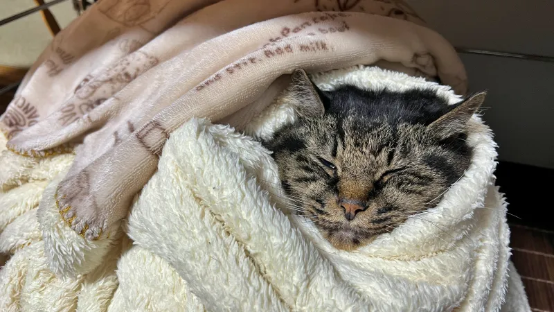 2025年ねこの日のトラちゃんは~寒くてグルグル巻きになってます。