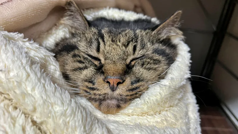 2025年ねこの日のトラちゃんは~寒くてグルグル巻きになってます。