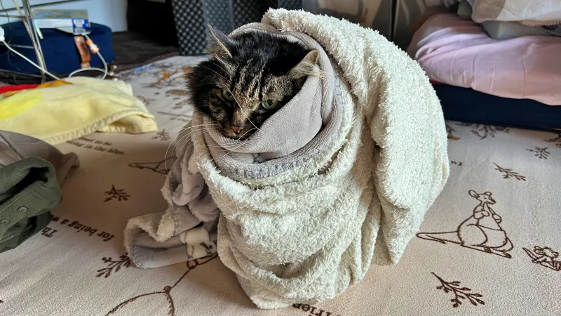 2025年ねこの日のトラちゃんは~寒くてグルグル巻きになってます。