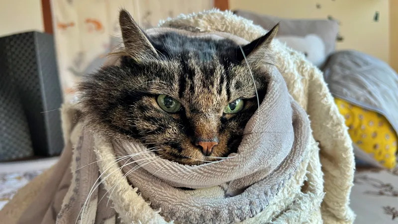 2025年ねこの日のトラちゃんは~寒くてグルグル巻きになってます。