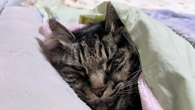 トラちゃんからお誘い 待ちきれず寝たのは良いけどブチャイクすぎて爆笑した!