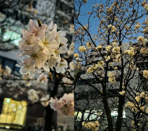 桜もどんどん咲き始める暖かさ!