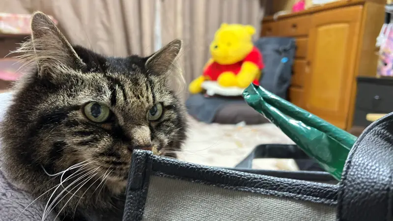 大きなお腹と笑顔の安心感があるけど、前に突然動いたんだよ!