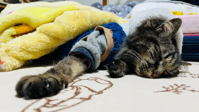 もう寒くならないよね? 衣替えするよ!?