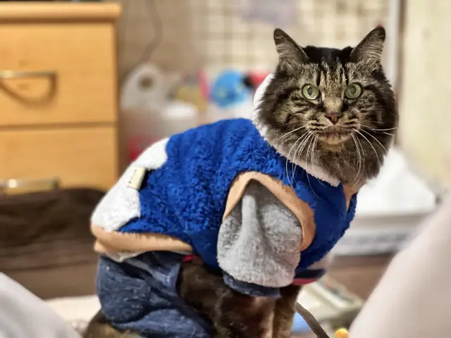 もう寒くならないよね? 衣替えするよ!?