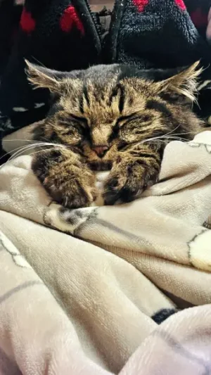 え?また寒いんですけど・・・飼い主抱っこして!