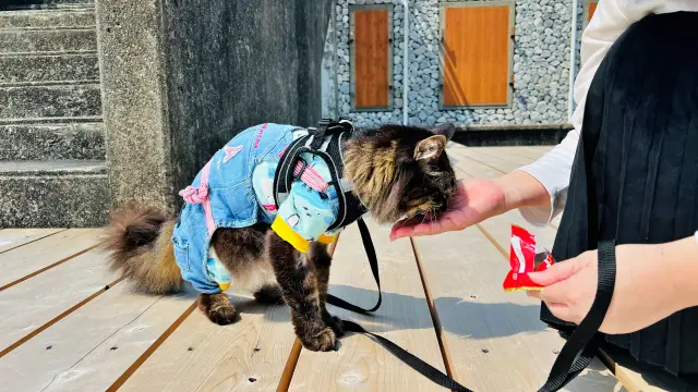二か月ぶりのドライブとお散歩。色々嬉しいな♪ シニア猫だけど運動神経良いです!