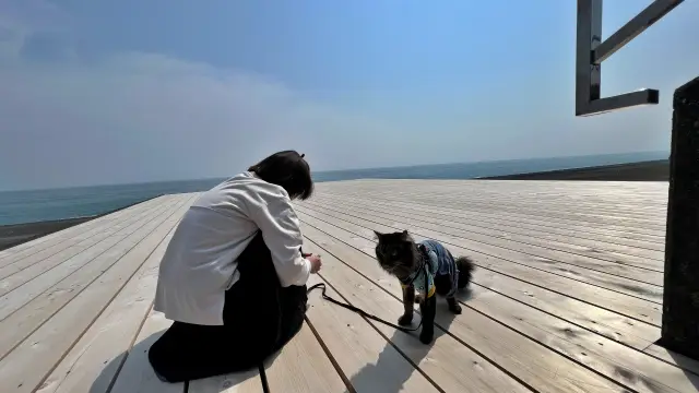 二か月ぶりのドライブとお散歩。色々嬉しいな♪ シニア猫だけど運動神経良いです!