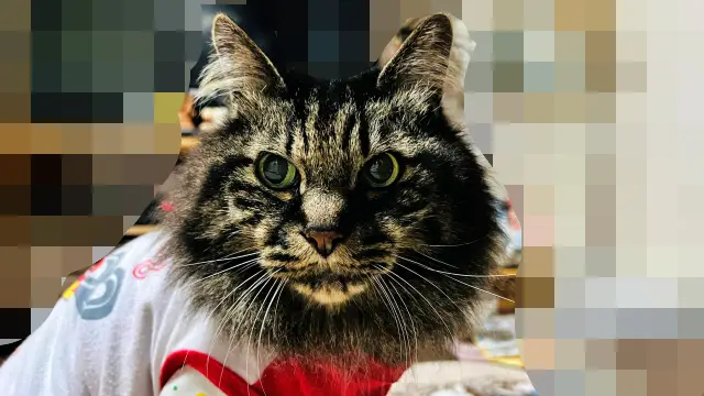 二か月ぶりのドライブとお散歩。色々嬉しいな♪ シニア猫だけど運動神経良いです!